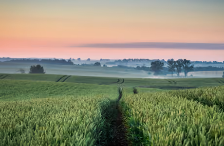 Nature wallpapers: wheat, field, harvest, fog