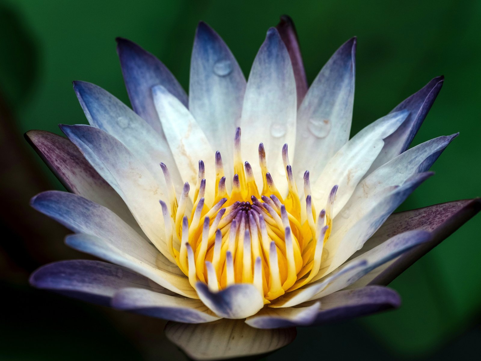 Lotus Flower Close-Up - UXGA wallpapers in 1600x1200 resolution