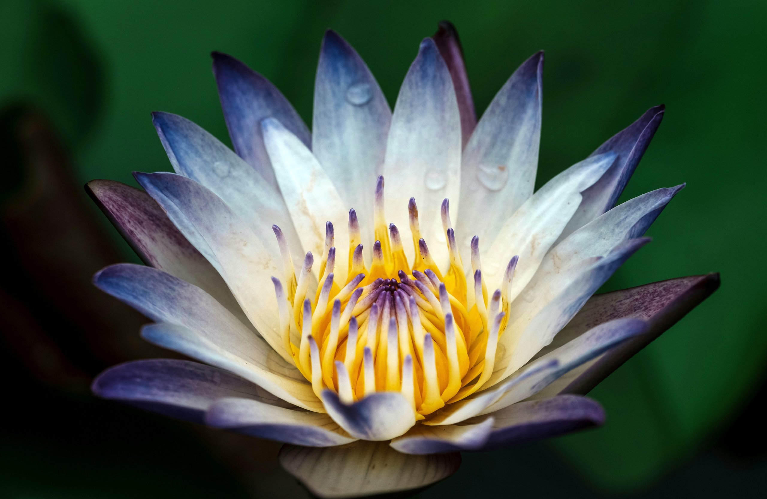 Lotus Flower Close-Up - Wallpapers for Apple MacBook Air 13 M2″ in 2560x1664 resolution