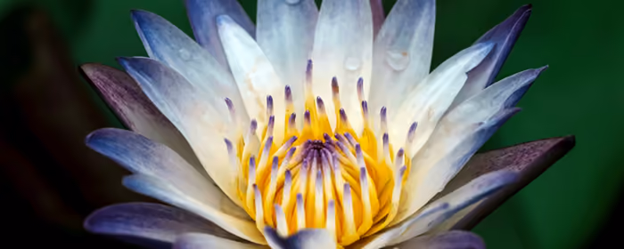 Nature wallpapers: lotus, water lily, flowers, petals