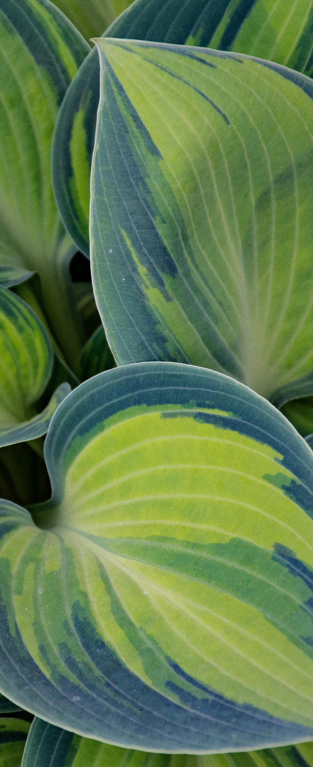 Tricolor hosta leaves close-up - Wallpapers for Samsung Galaxy Z Flip6, Motorola Razr 2025 in 1080x2640 resolution