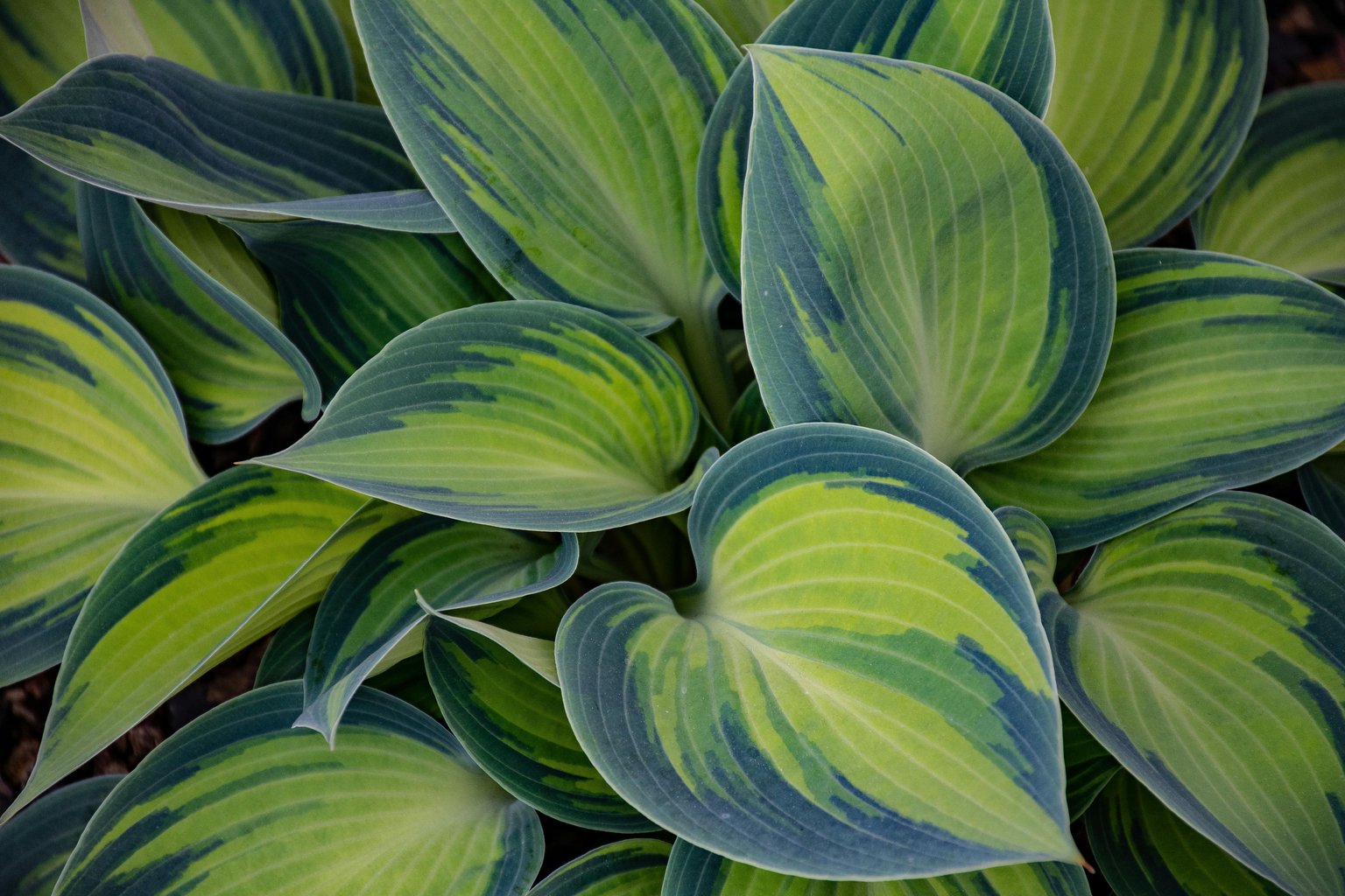 Tricolor hosta leaves close-up - Microsoft Surface 12.4″ wallpapers in 1536x1024 resolution