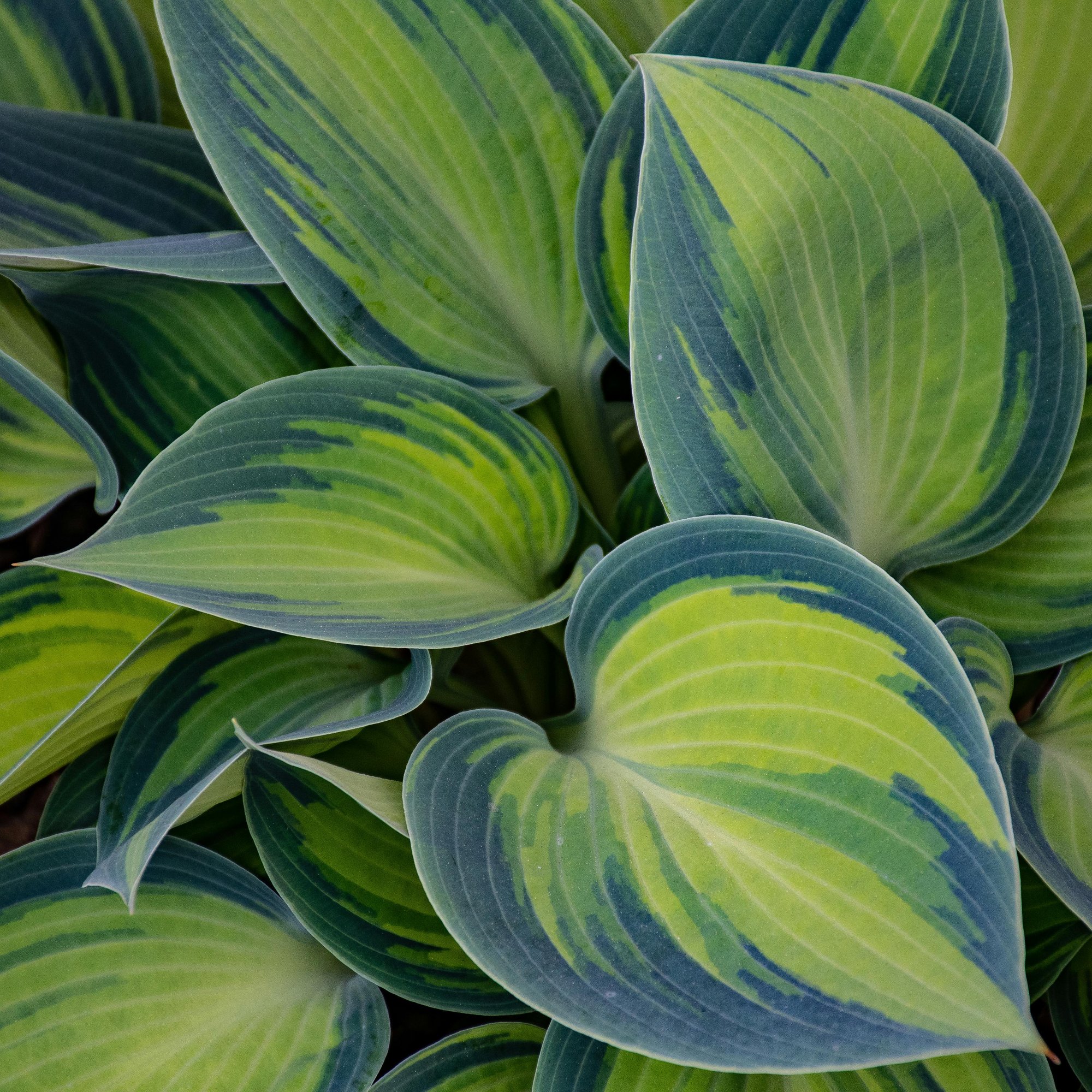 Tricolor hosta leaves close-up - Wallpapers for Samsung/Xiaomi in 2000x2000 resolution