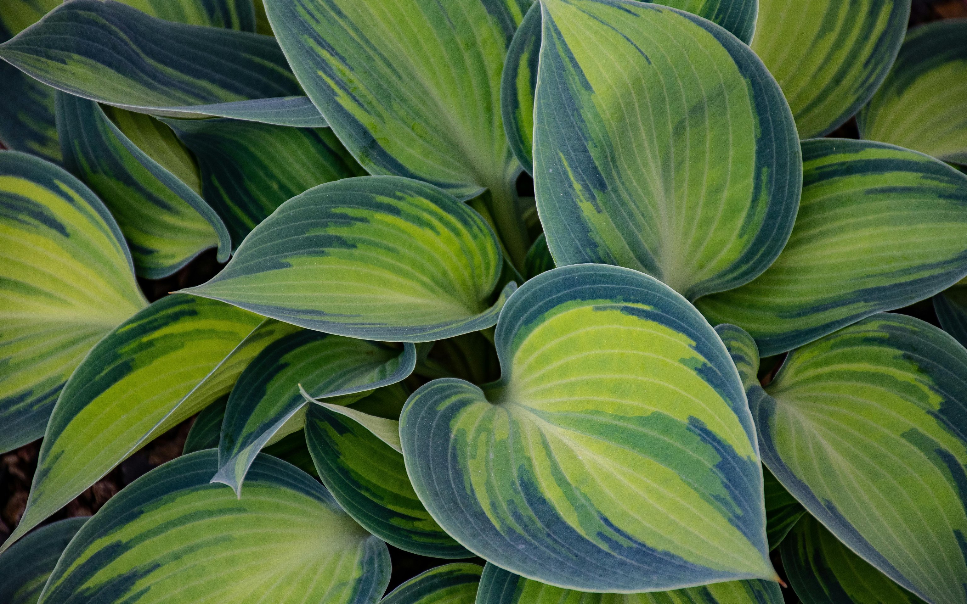 Tricolor hosta leaves close-up - Wallpapers for Apple MacBook 16″ in 3072x1920 resolution