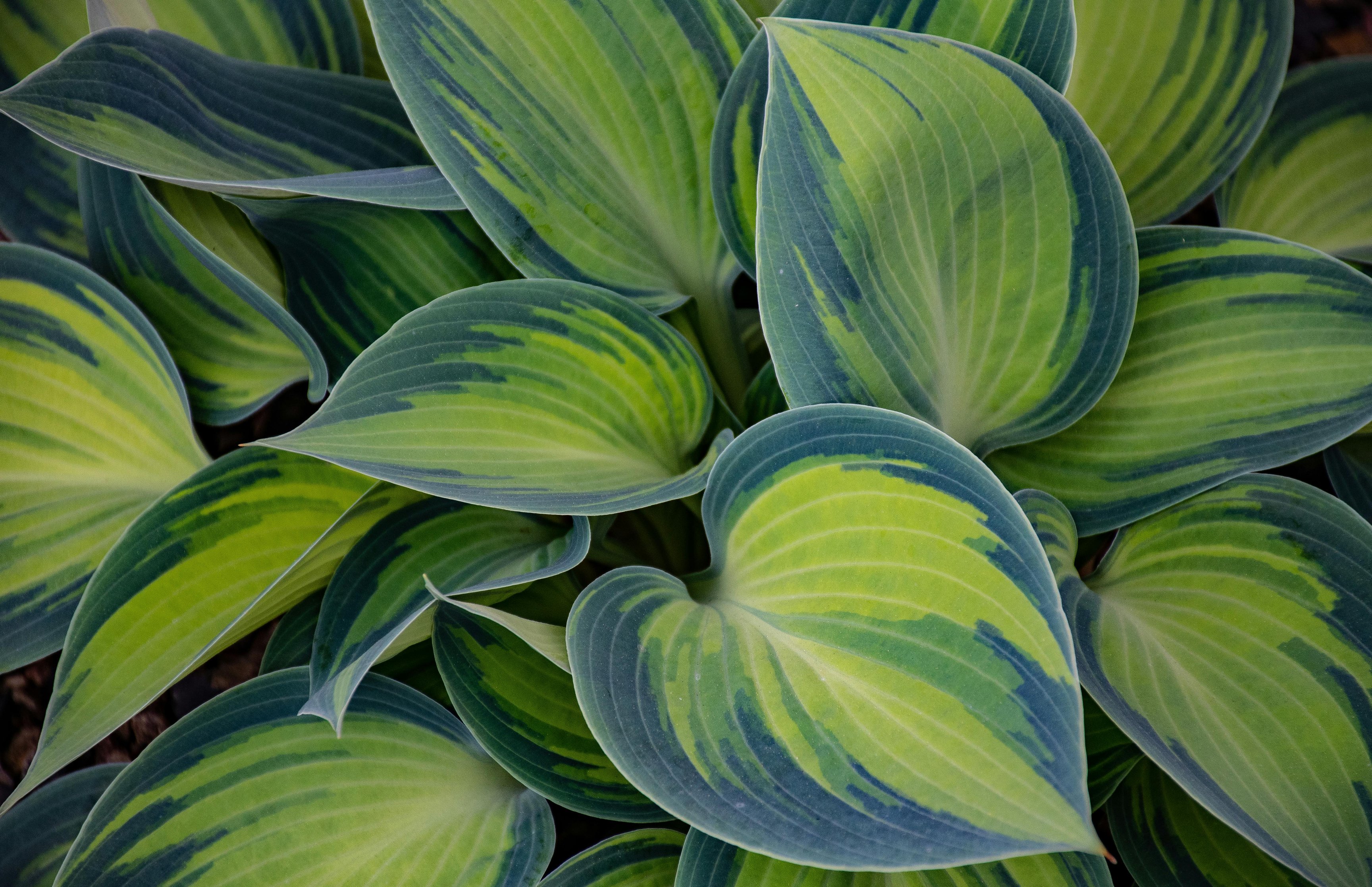Tricolor hosta leaves close-up - Wallpapers for Apple MacBook 16.2″ in 3456x2234 resolution