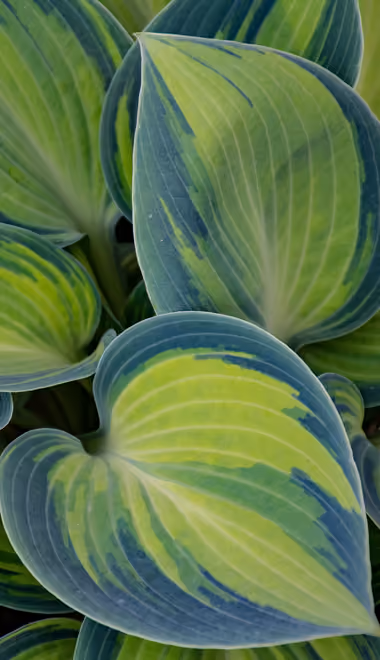Nature wallpapers: hosta, leaves, garden, greenery