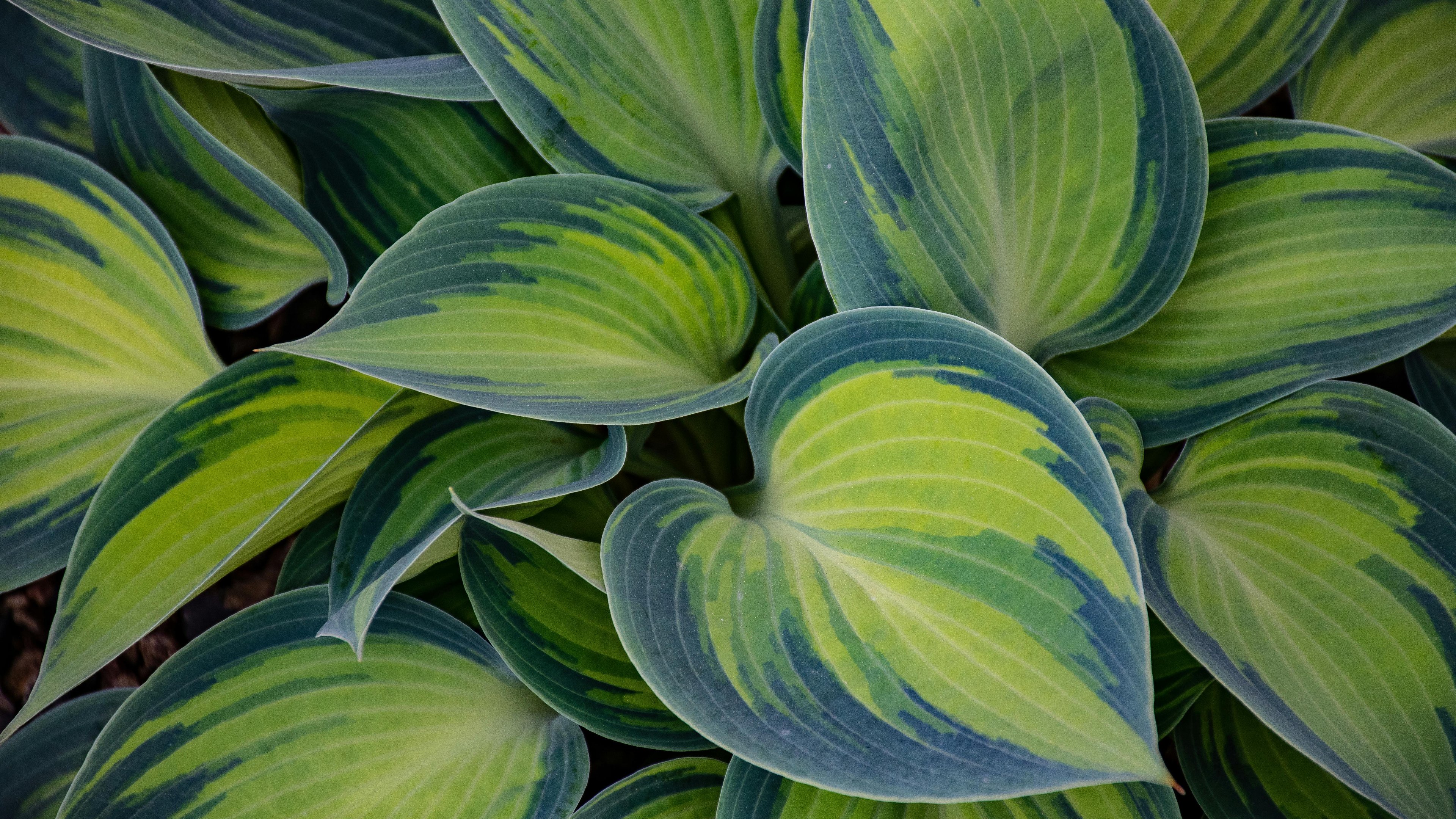 Tricolor hosta leaves close-up - 4K PC Wallpapers in 3840x2160 resolution