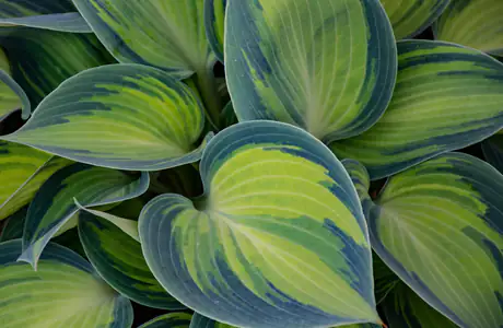 Nature wallpapers: hosta, leaves, garden, greenery