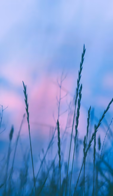 Nature wallpapers: grass, evening, sky, summer