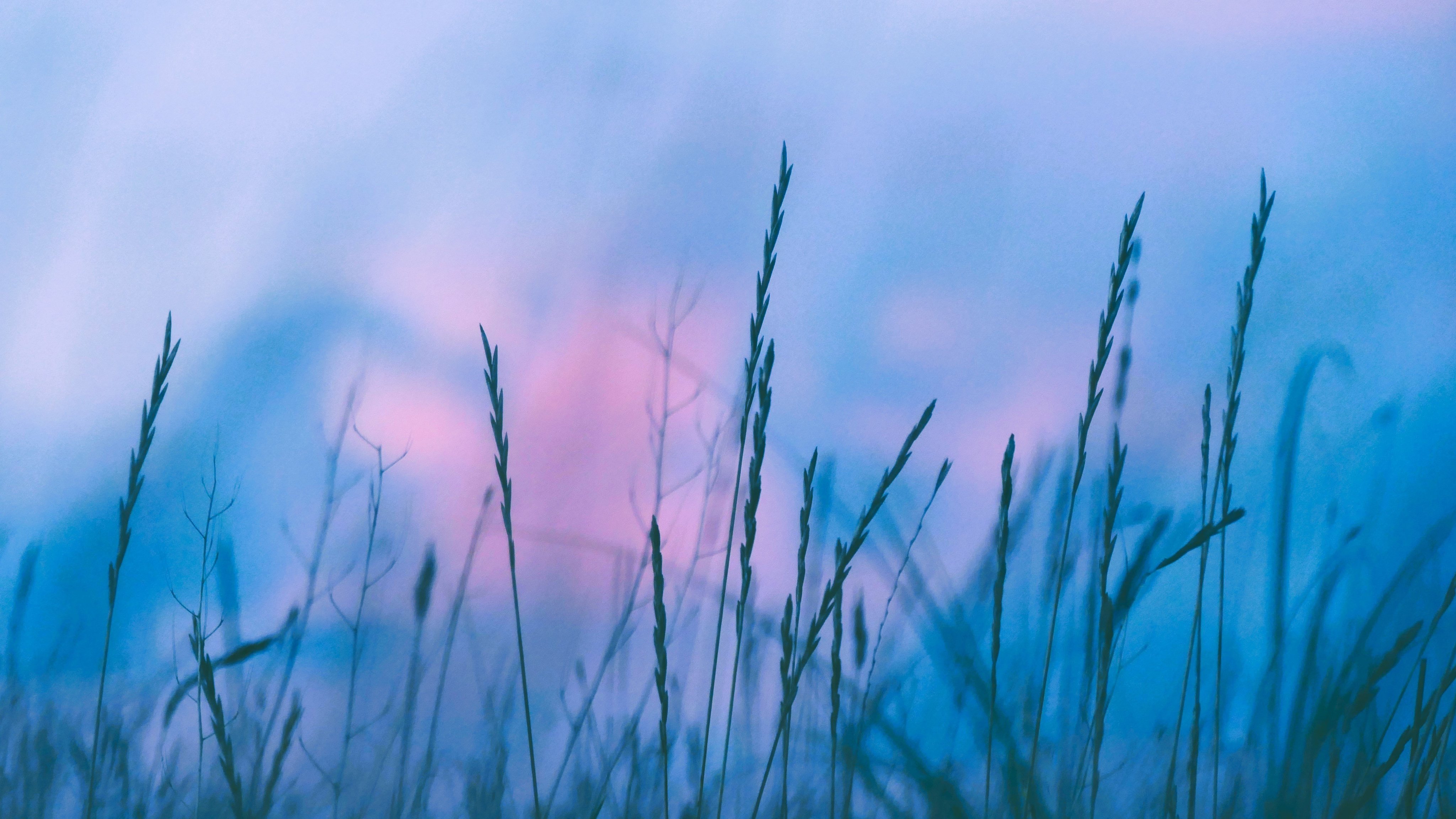 Evening Grass Field - Wallpapers for Apple iMac 21.5″ in 4096x2304 resolution