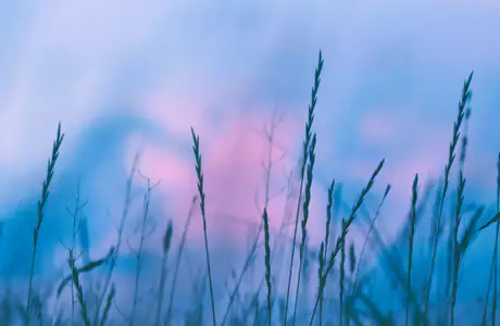 Nature wallpapers: grass, evening, sky, summer