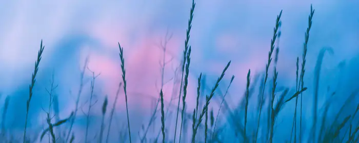 Nature wallpapers: grass, evening, sky, summer