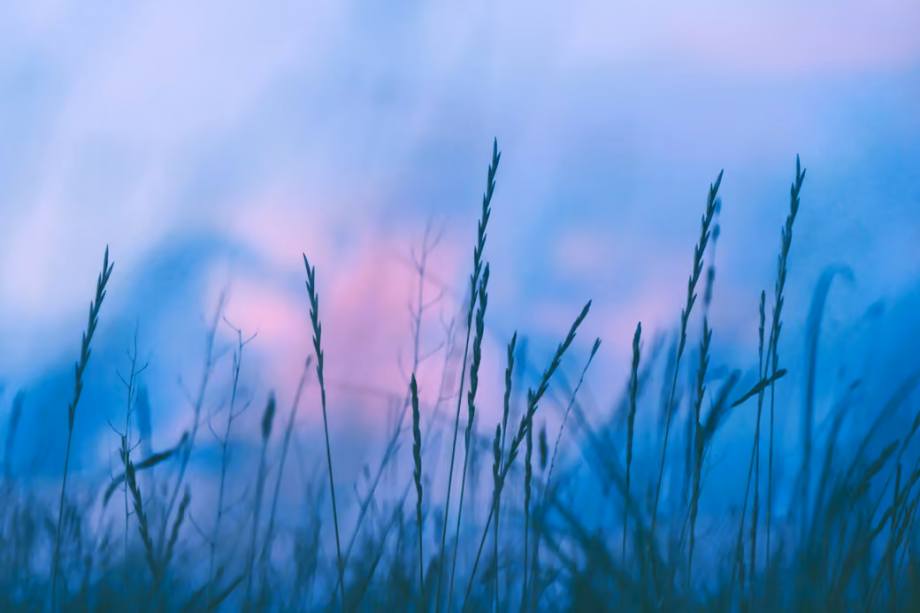 Evening Grass Field - WSXGA+ wallpapers in 1680x1050 resolution
