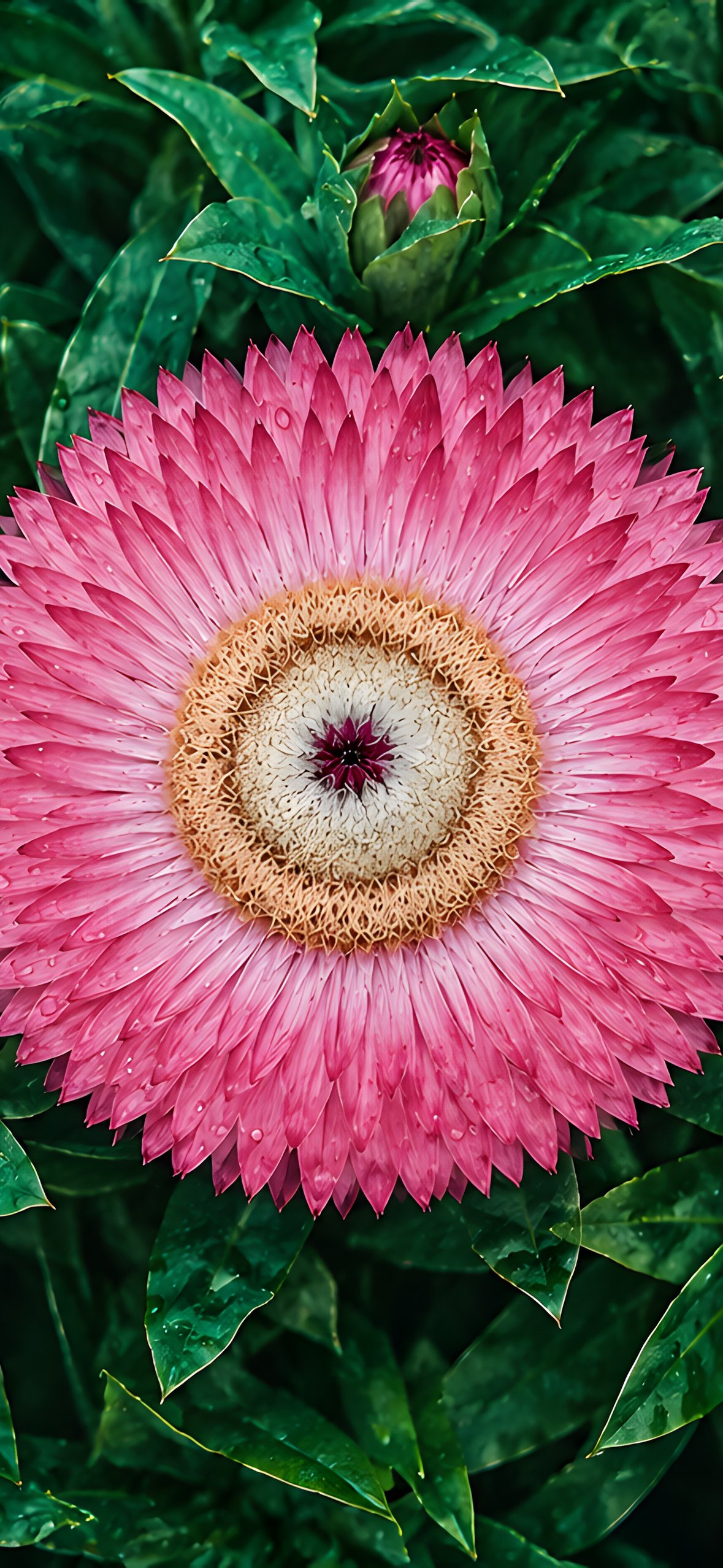 Pink Aster Flower Macro - Wallpapers for iPhone 14 Pro/15 Pro in 1179x2556 resolution