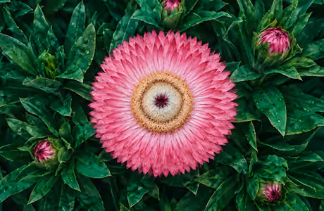 WSVGA Dew wallpapers (1024x600): aster, garden, flowers, leaves