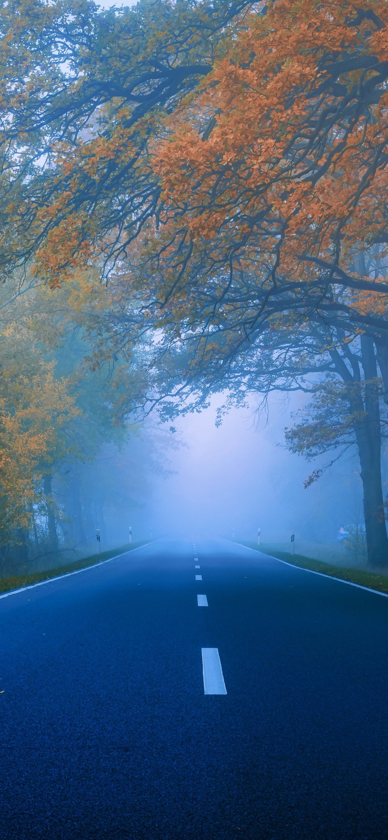 Autumn Forest Road in Fog - Wallpapers for iPhone 11 Pro Max in 1242x2688 resolution