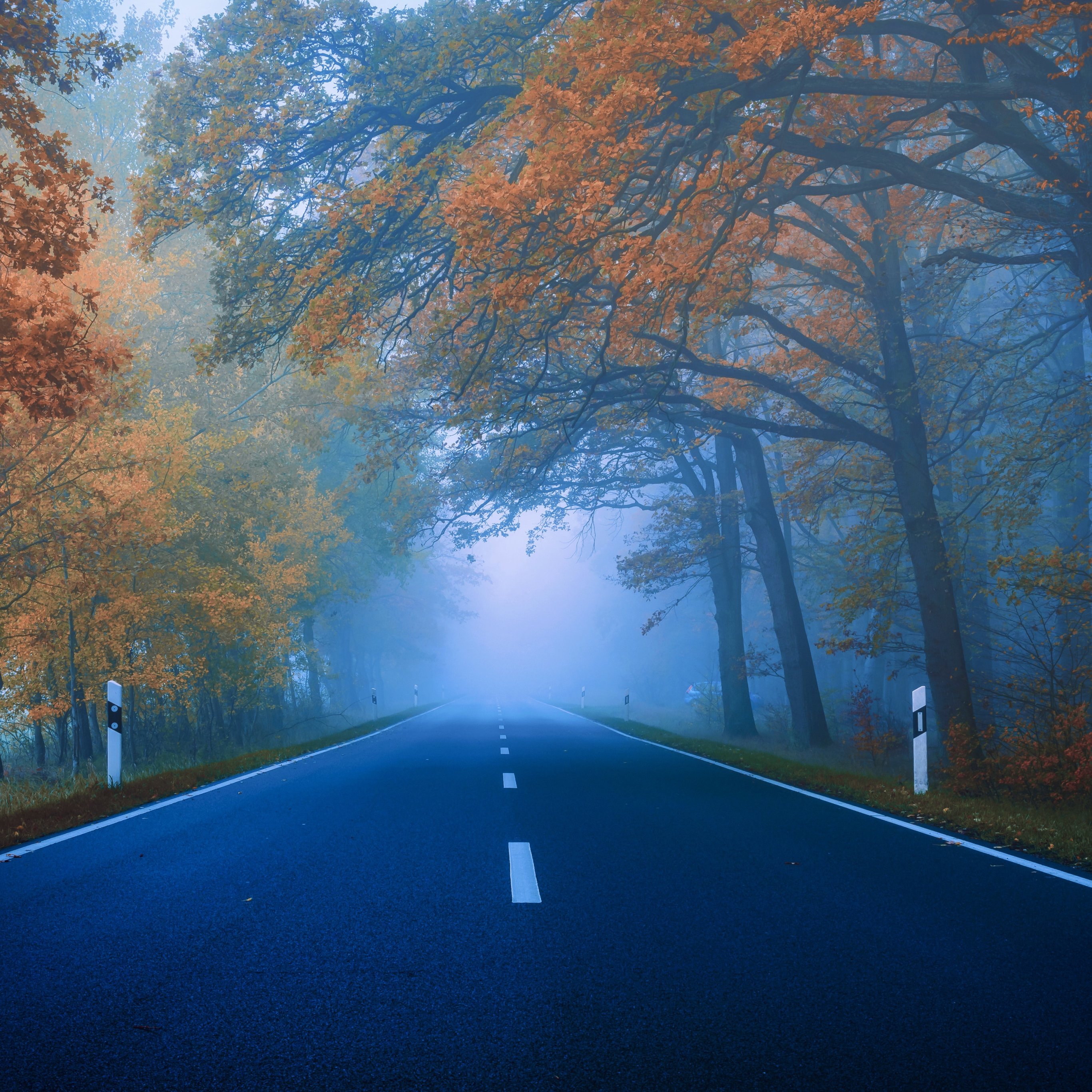 Autumn Forest Road in Fog - Wallpapers for iPad Pro 12.9″ in 2732x2732 resolution