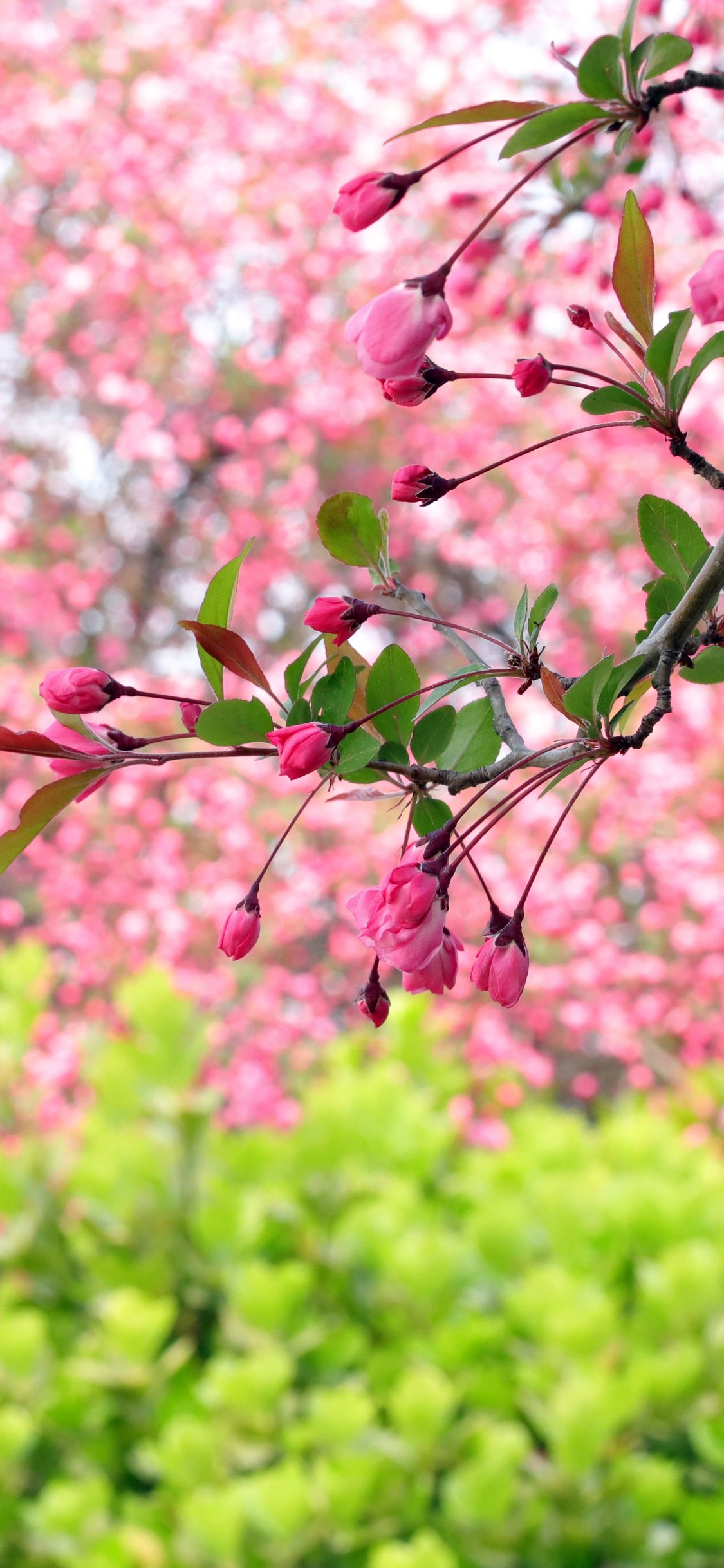 Sakura branch with pink flowers - Wallpapers for iPhone X/XS/11 Pro in 1125x2436 resolution
