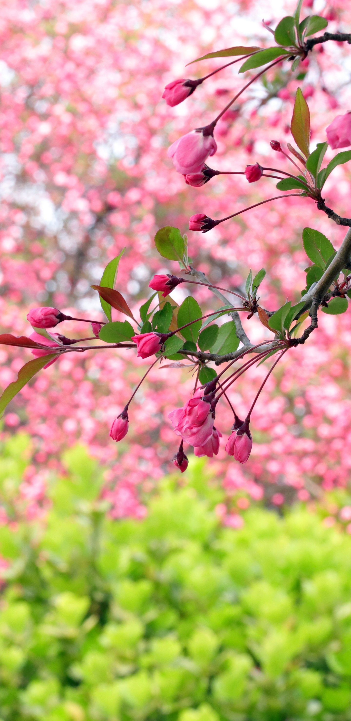 Sakura branch with pink flowers - Wallpapers for Samsung Galaxy S8/S8+/Note 8/S9/S9+/Note 9 in 1440x2960 resolution