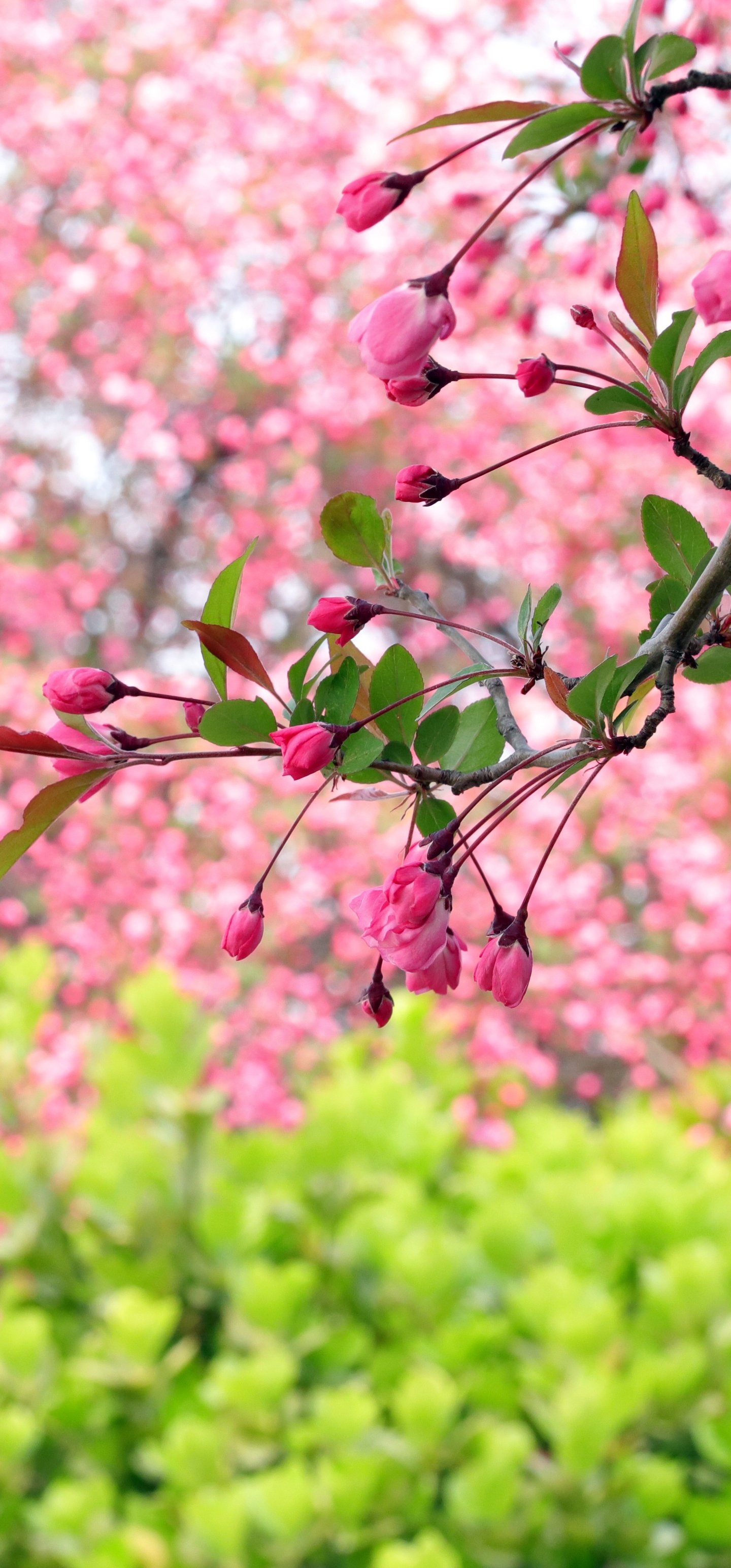Sakura branch with pink flowers - Wallpapers for Samsung Galaxy S22 Ultra/S23 Ultra in 1440x3088 resolution