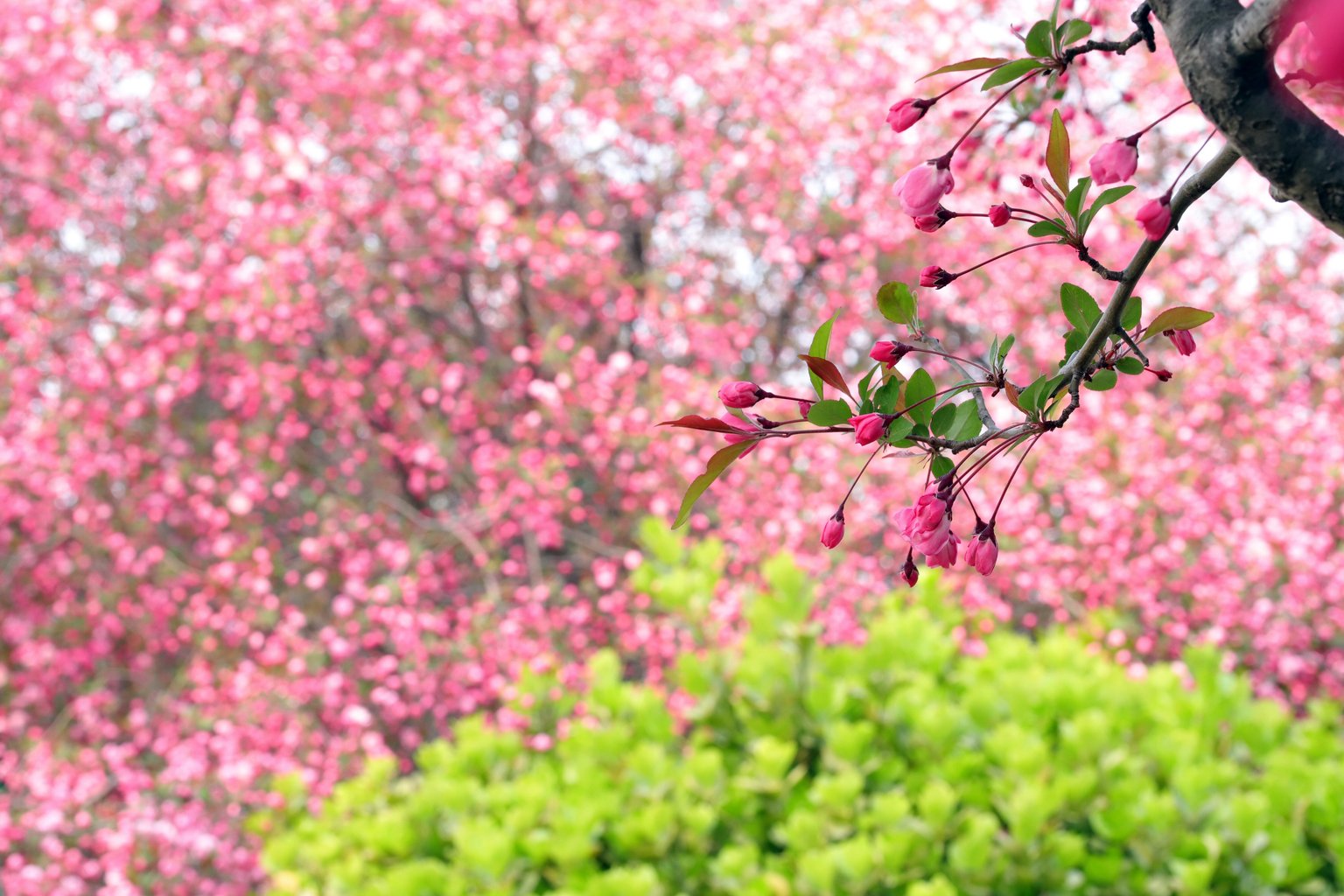 Sakura branch with pink flowers - Microsoft Surface 12.4″ wallpapers in 1536x1024 resolution