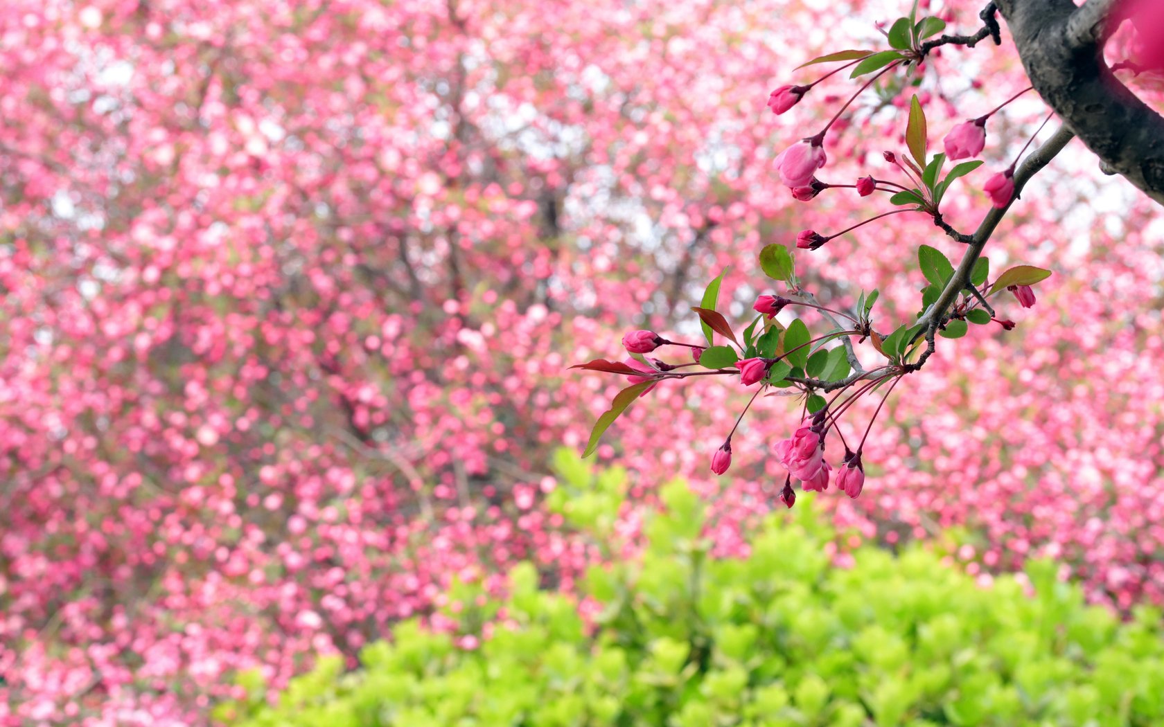 Sakura branch with pink flowers - WSXGA+ wallpapers in 1680x1050 resolution
