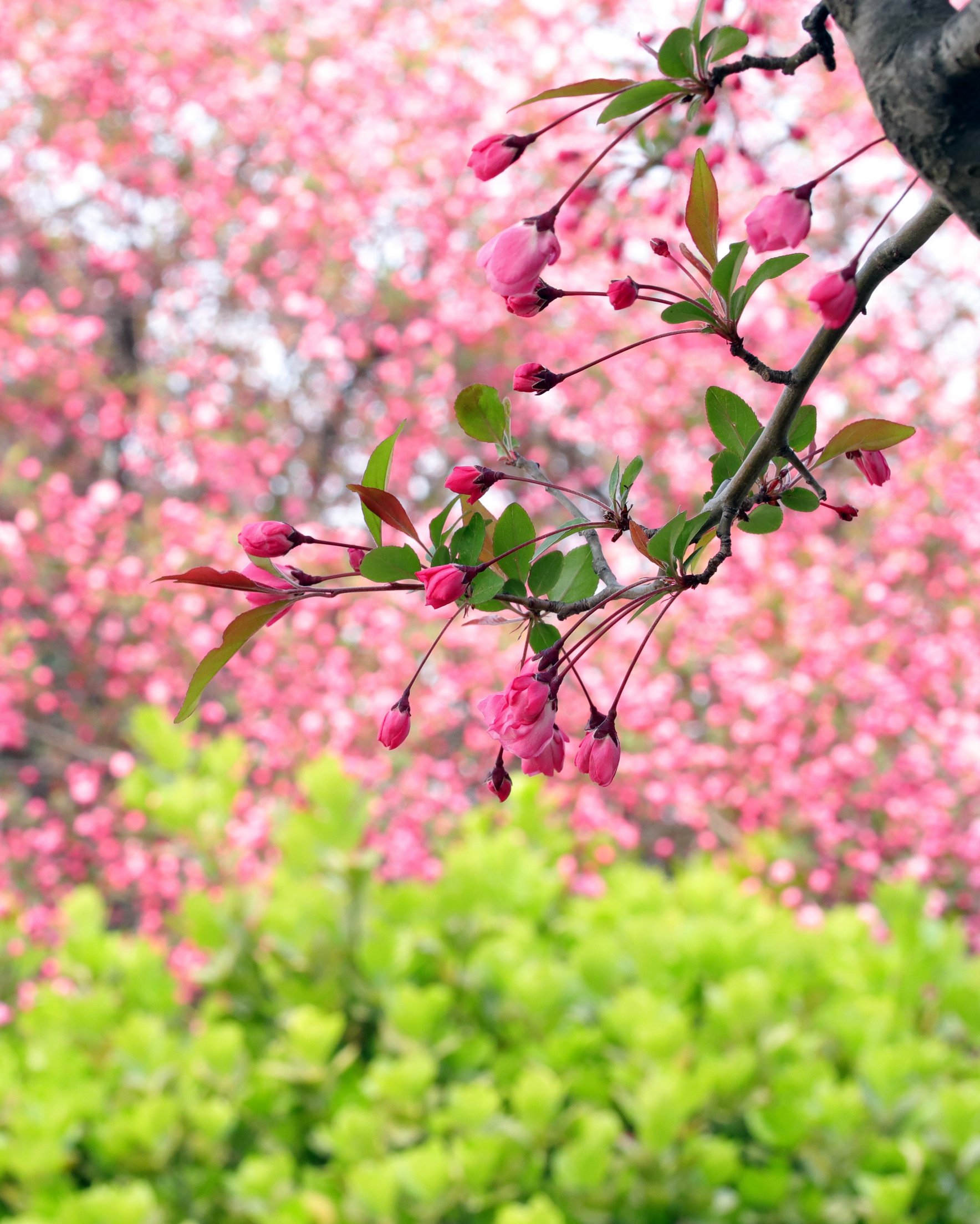 Sakura branch with pink flowers - Wallpapers for Samsung Galaxy Z Fold 2/3 in 1768x2208 resolution