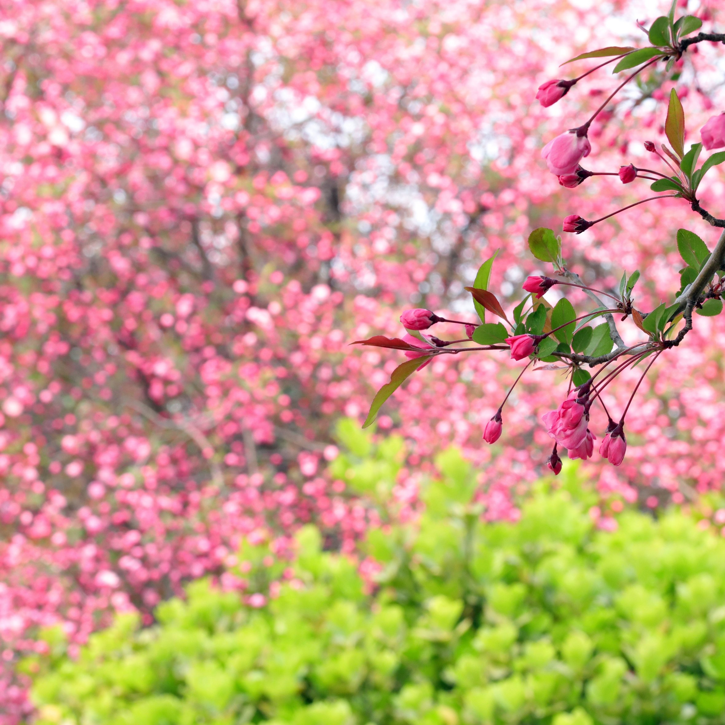 Sakura branch with pink flowers - Wallpapers for iPad Air 10.9″ in 2360x2360 resolution