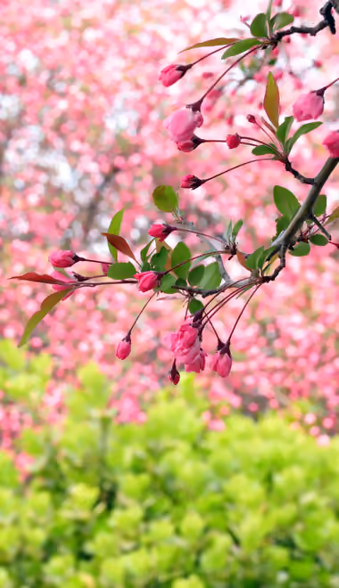 Nature wallpapers: sakura, branch, garden, trees