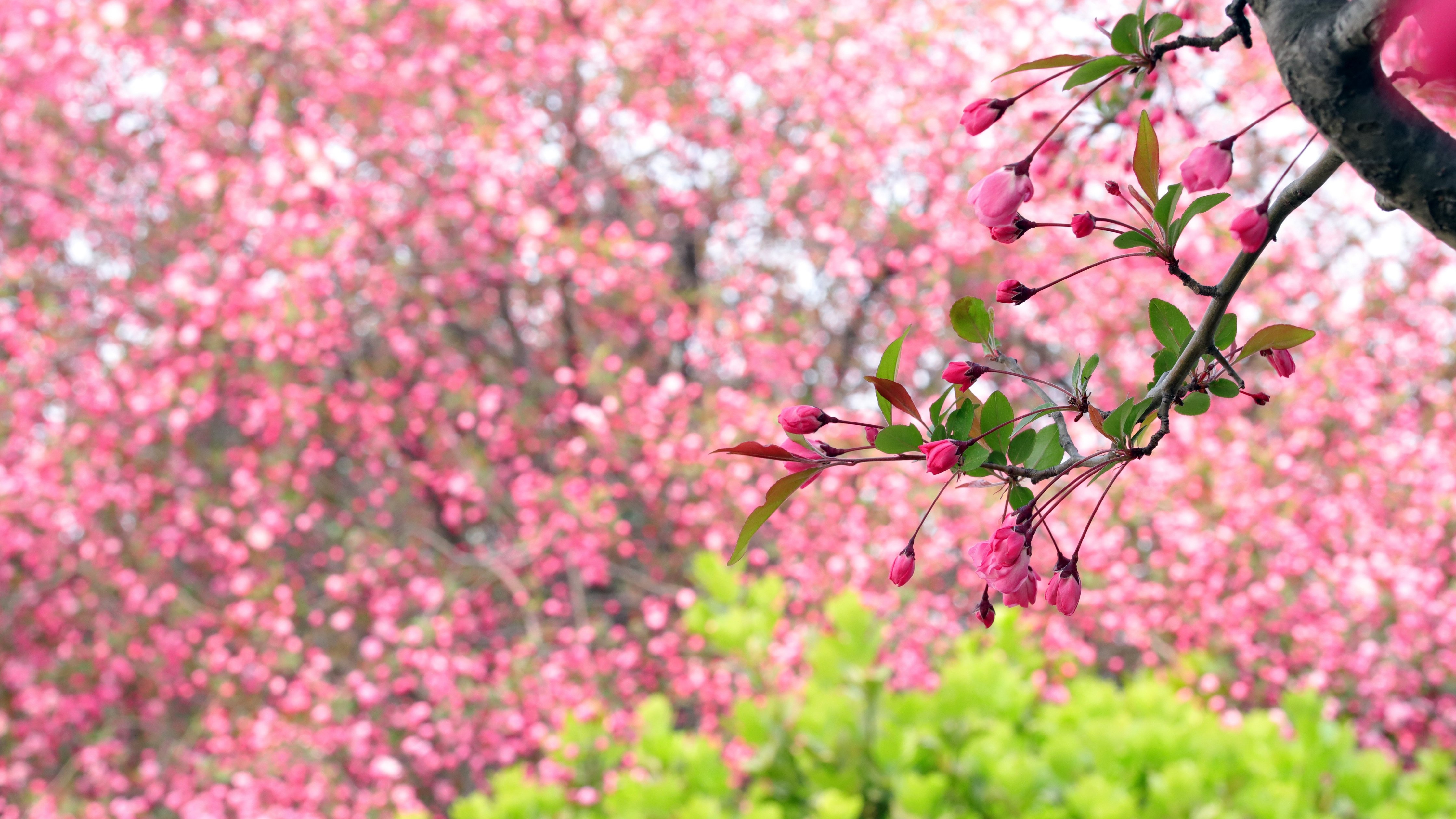 Sakura branch with pink flowers - Wallpapers for Apple iMac 24″ in 4480x2520 resolution