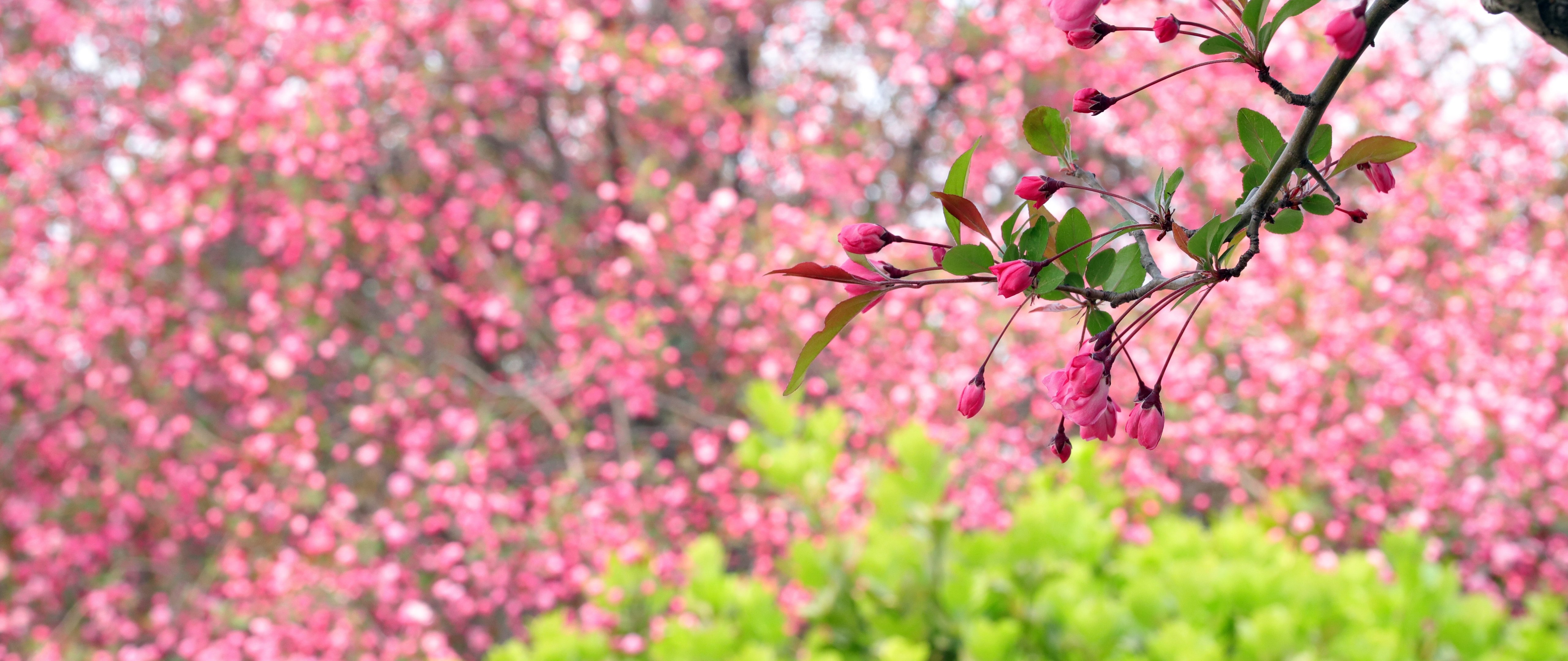 Sakura branch with pink flowers - 5K2K UltraWide 21:9 wallpapers in 5120x2160 resolution