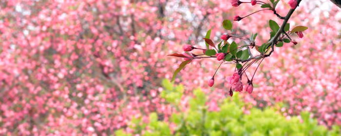 Sakura wallpapers for UltraWide 21:9 monitors (2560x1080): sakura, branch, garden, trees