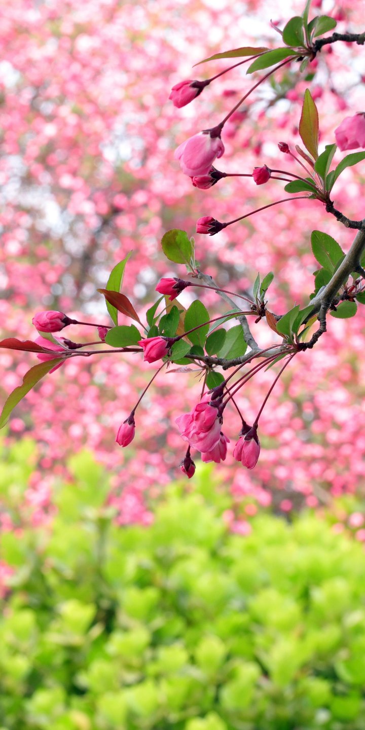 Sakura branch with pink flowers - Wallpapers for Samsung Galaxy A03s, Xiaomi Redmi 7A, POCO C3 in 720x1440 resolution