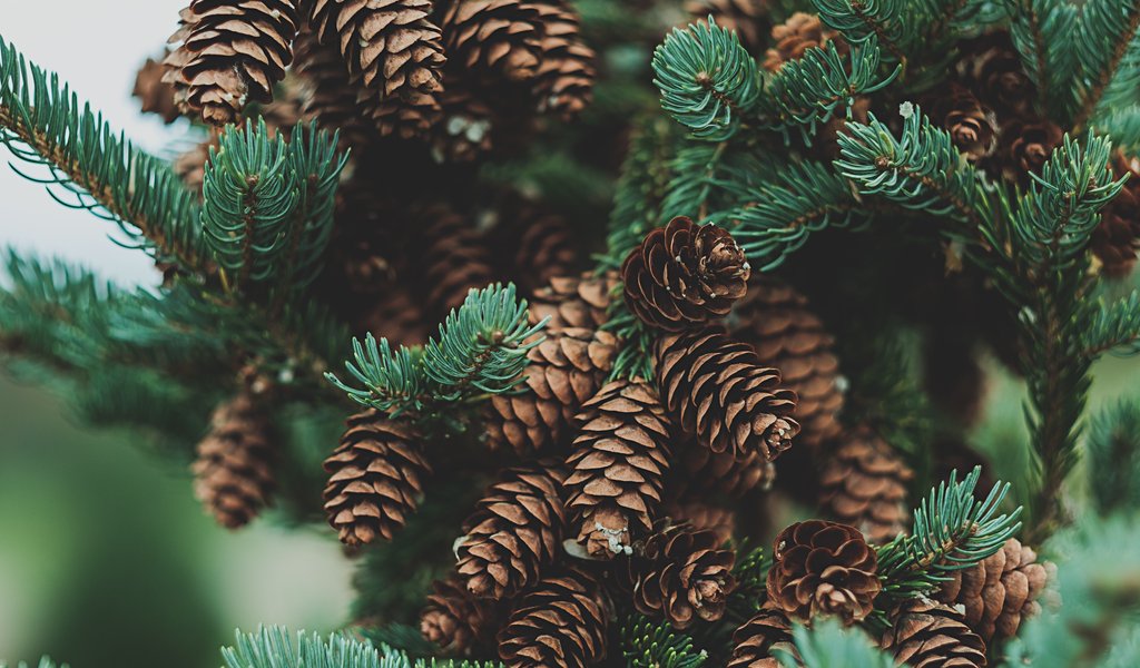 Pine Branch with Cones - WSVGA wallpapers in 1024x600 resolution