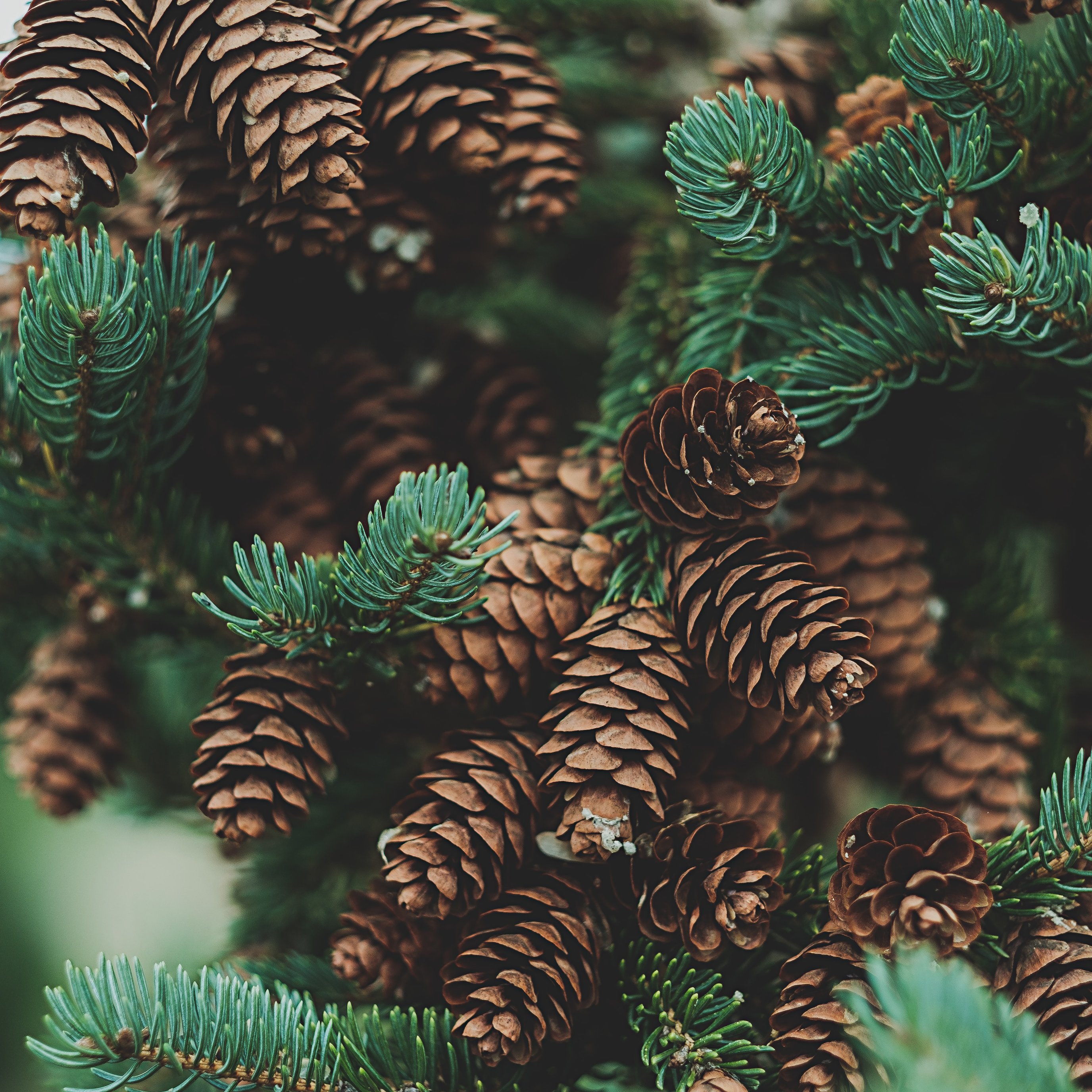 Pine Branch with Cones - Wallpapers for iPad Pro 13″ in 2752x2752 resolution
