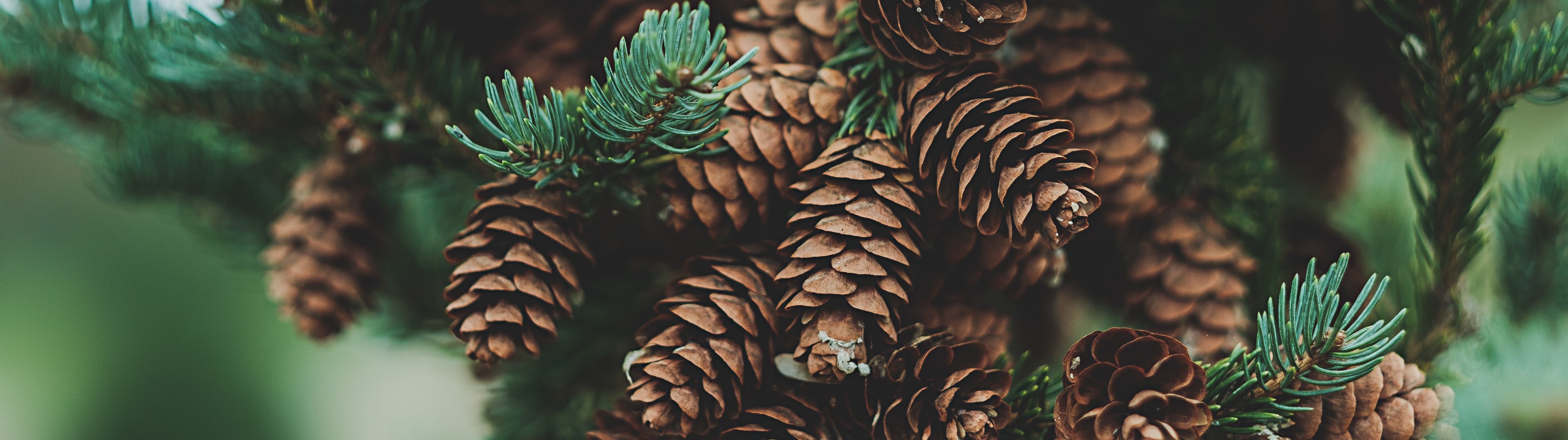 Pine Branch with Cones - UltraWide 32:9 wallpapers in 3840x1080 resolution