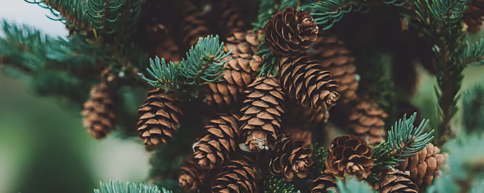 Nature wallpapers: pinecone, branch, trees, forest
