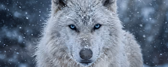 UltraWide 32:9 Cold wallpapers (5120x1440): wolf, blue eyes, forest, ice
