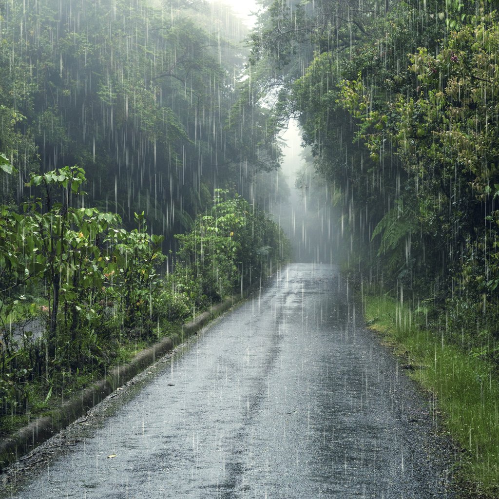 Rainforest in the rain - Wallpapers for Apple iPad 1 in 1024x1024 resolution