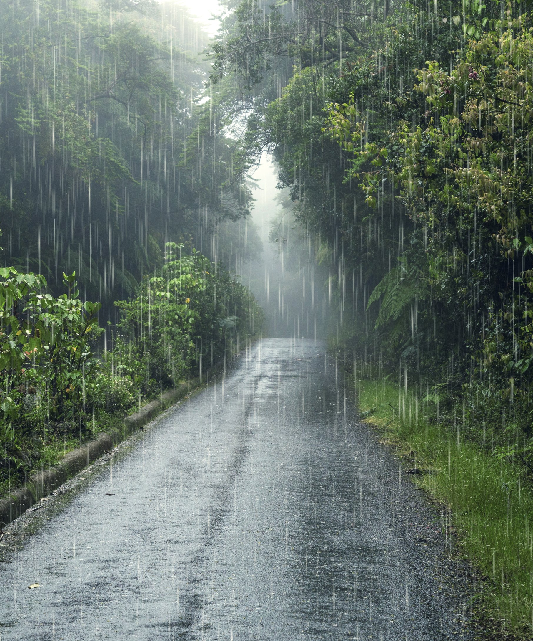 Rainforest in the rain - Wallpapers for Samsung Galaxy Z Fold4/Z Fold5/Z Fold6 in 1812x2176 resolution