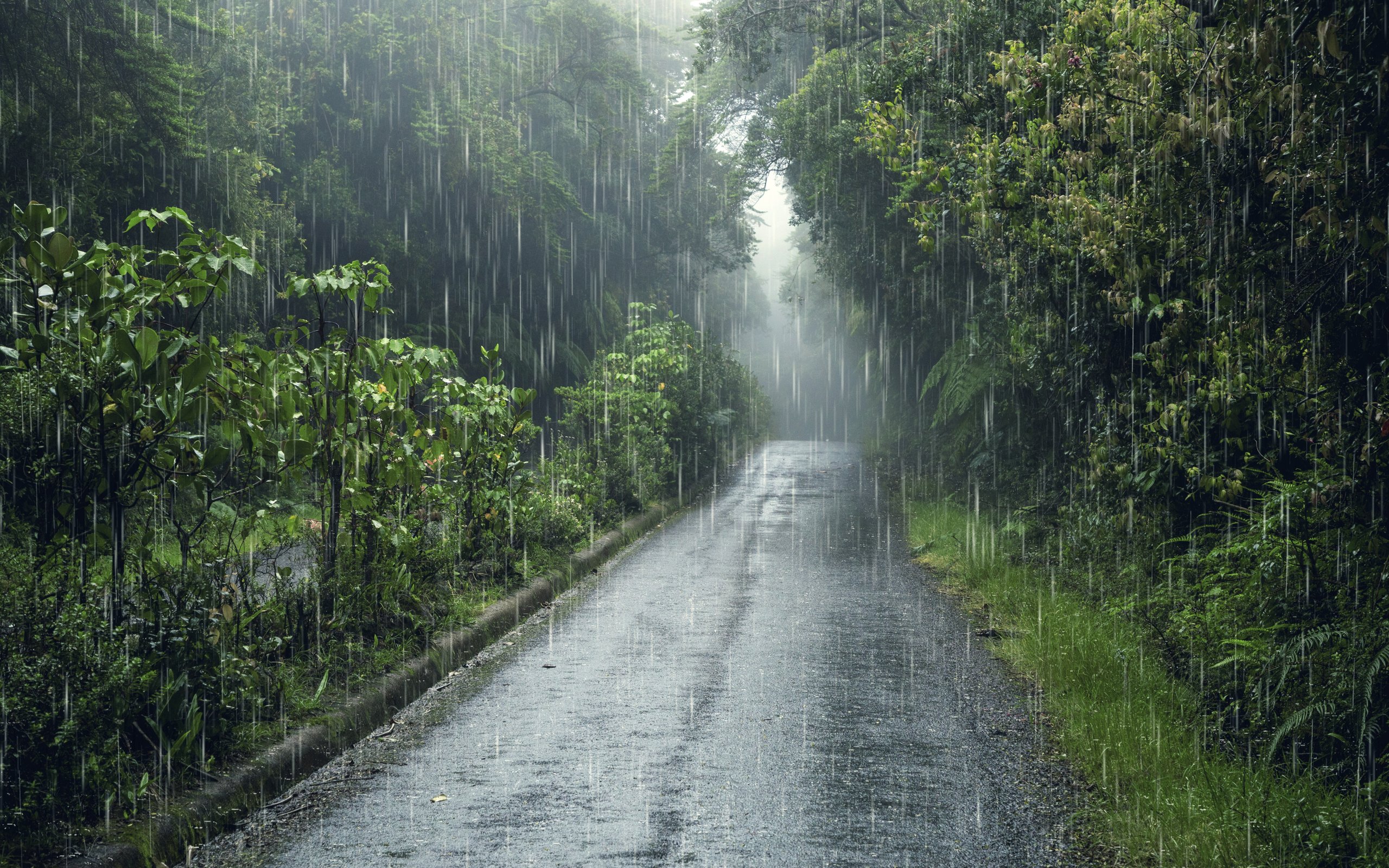Rainforest in the rain - WQXGA and for Apple MacBook Air 13 wallpapers in 2560x1600 resolution