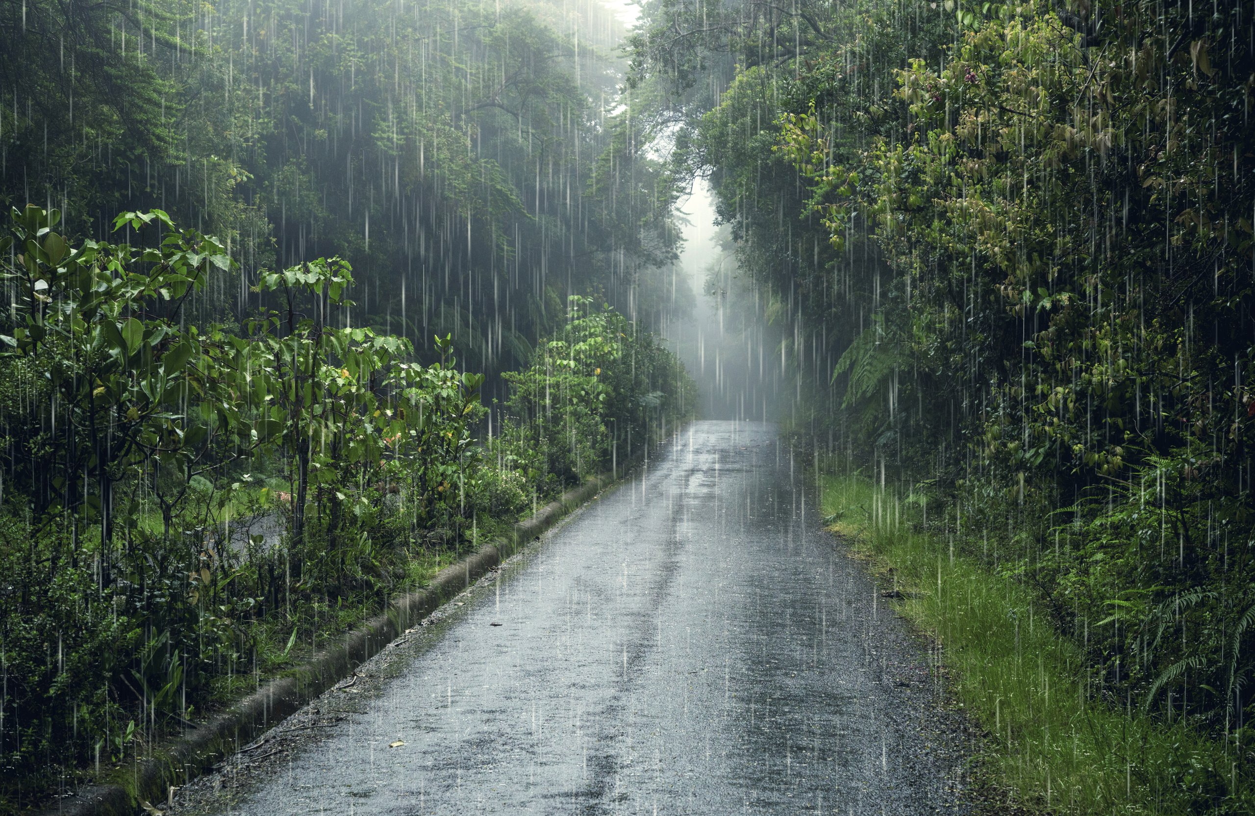 Rainforest in the rain - Wallpapers for Apple MacBook Air 13 M2″ in 2560x1664 resolution