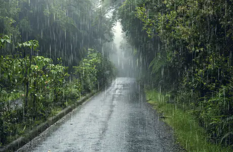 Full HD wallpapers (1920x1080): tropics, road, jungles, forest