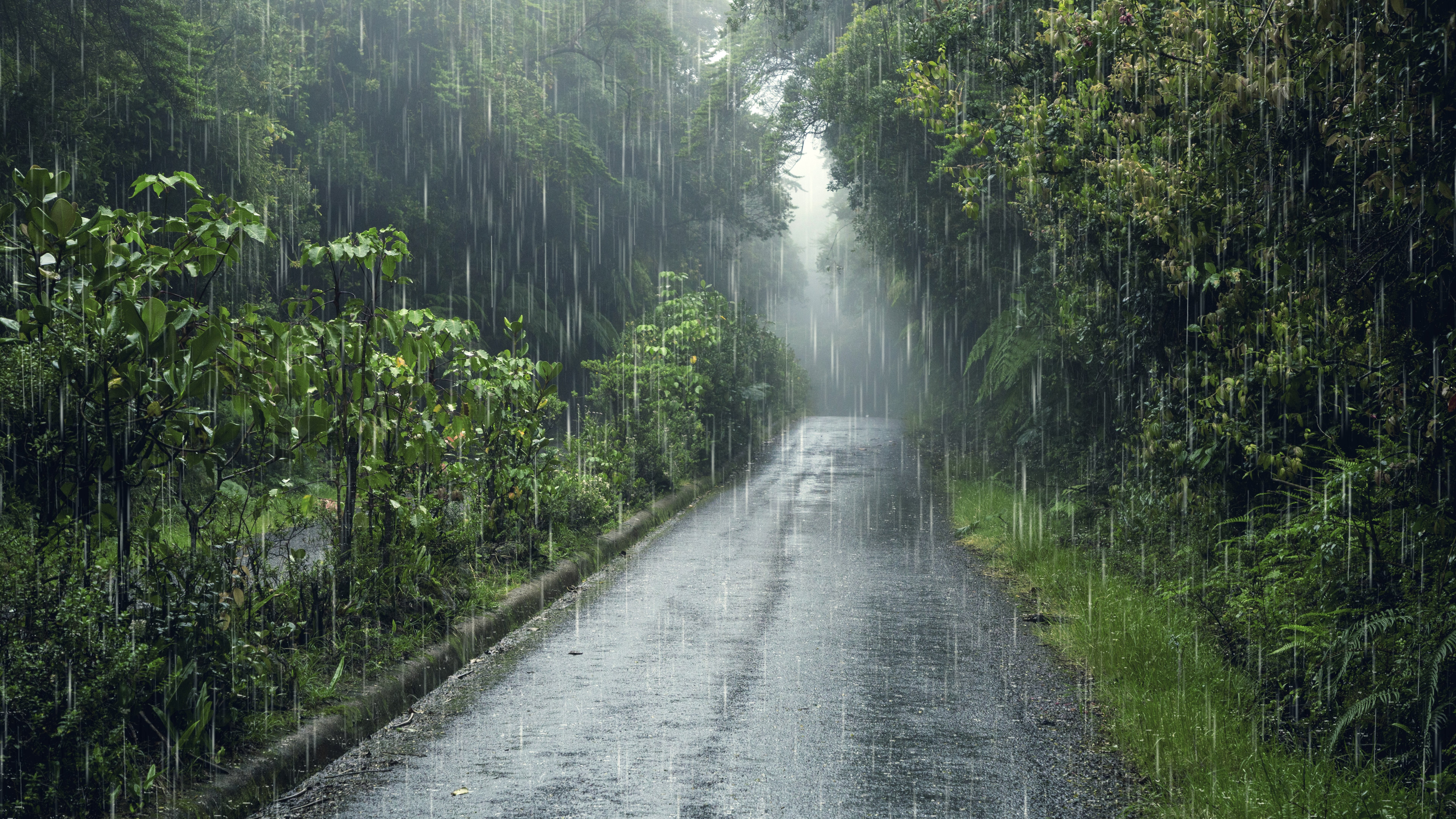Rainforest in the rain - 8K wallpapers in 7680x4320 resolution