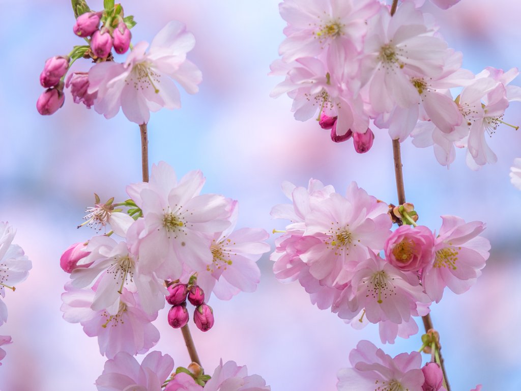 Sakura branch with delicate flowers - XVGA wallpapers in 1024x768 resolution