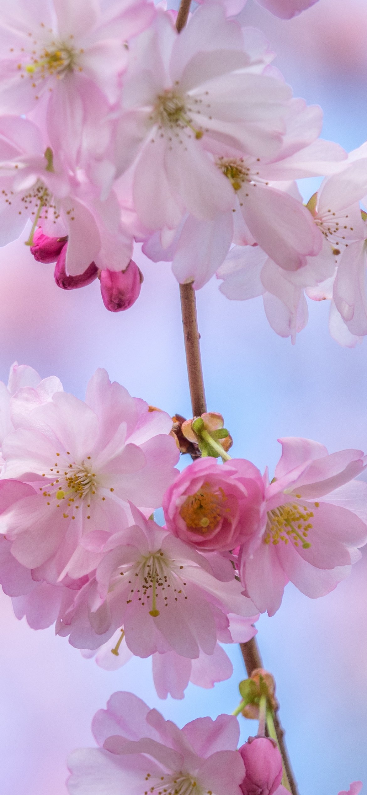 Sakura branch with delicate flowers - Wallpapers for iPhone 12 Pro/13 Pro/14 in 1170x2532 resolution