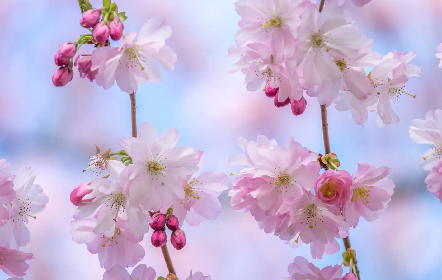 Sakura branch with delicate flowers — desktop and phone wallpaper, free download