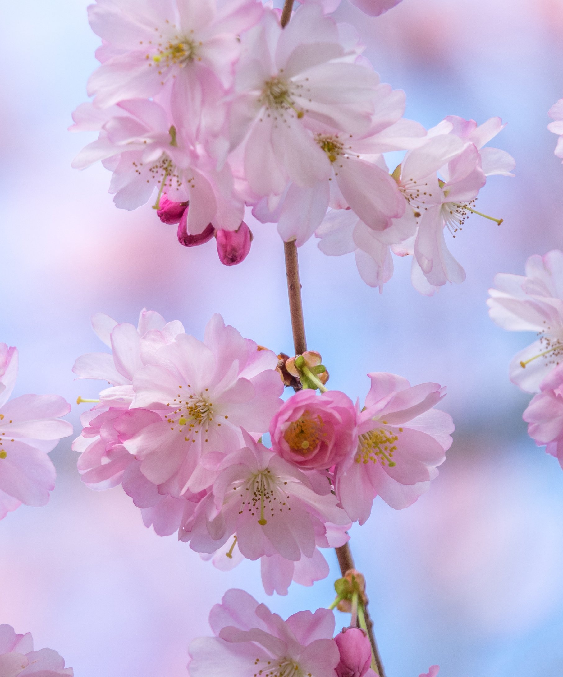 Sakura branch with delicate flowers - Wallpapers for Samsung Galaxy Z Fold4/Z Fold5/Z Fold6 in 1812x2176 resolution