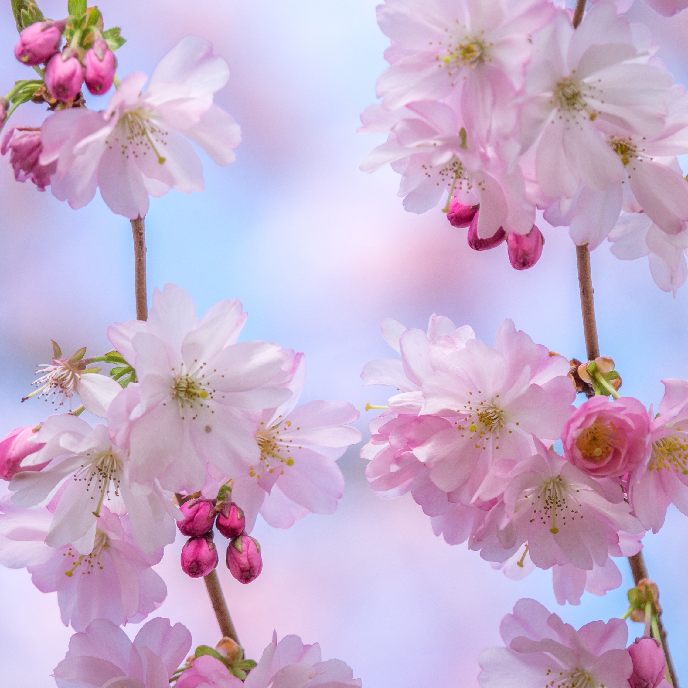 Sakura branch with delicate flowers - Wallpapers for iPad mini 8.3″ in 2266x2266 resolution