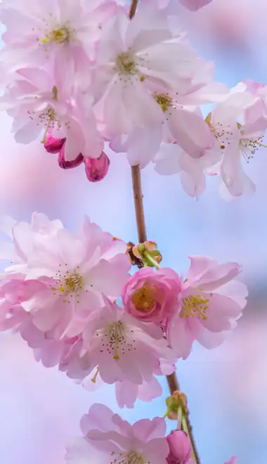 Nature wallpapers: sakura, branch, flowers, petals